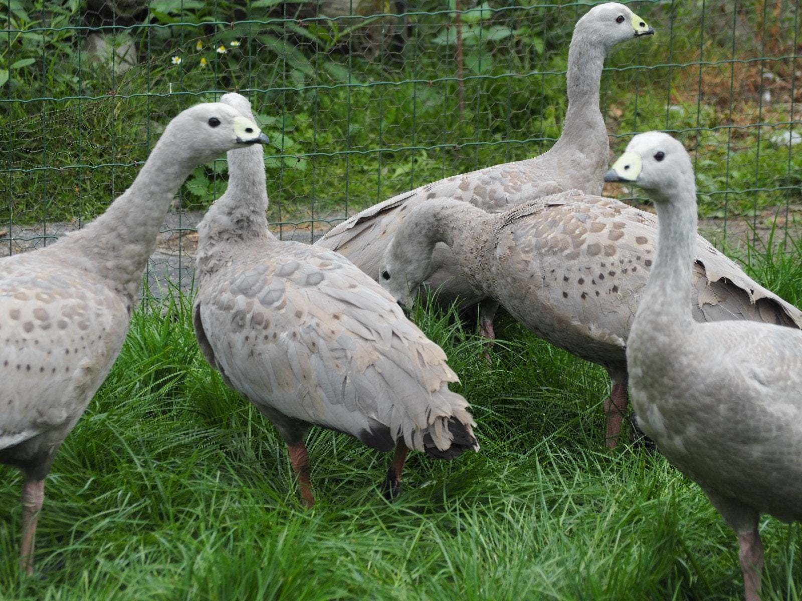 Oies, volailles, oies, Animaux & Accessoires, Volatiles, Plusieurs animaux, Oie ou Cygne