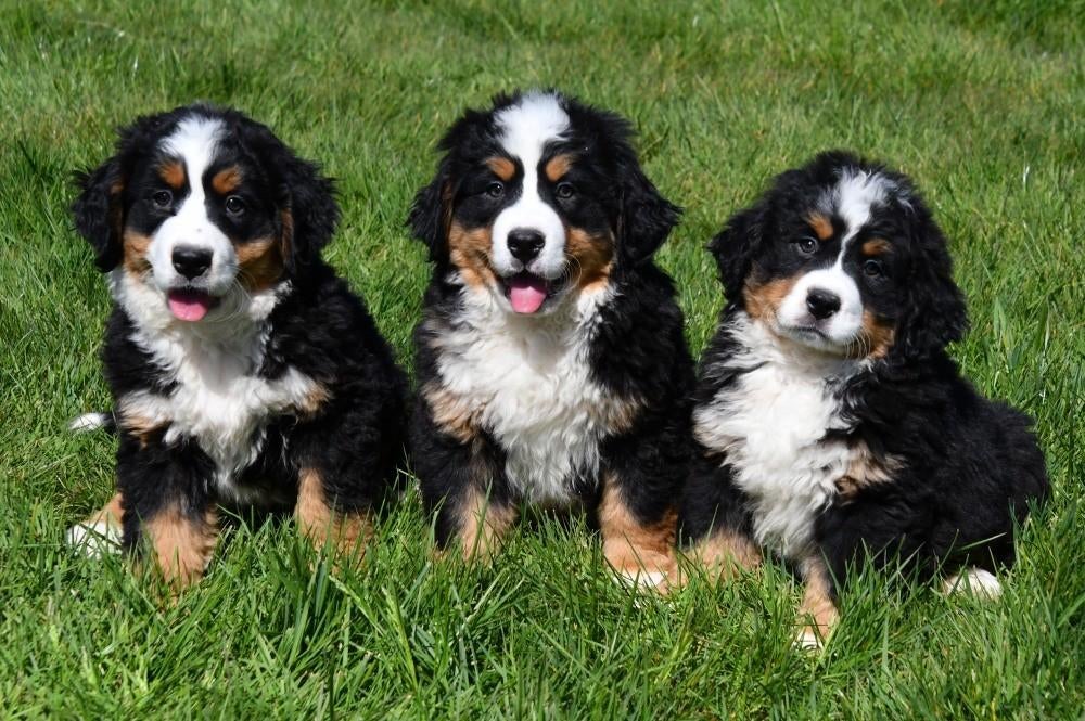 Berner Sennen pups te koop, 15 weken tot 1 jaar, Sennenhond, Buitenland, Parvo