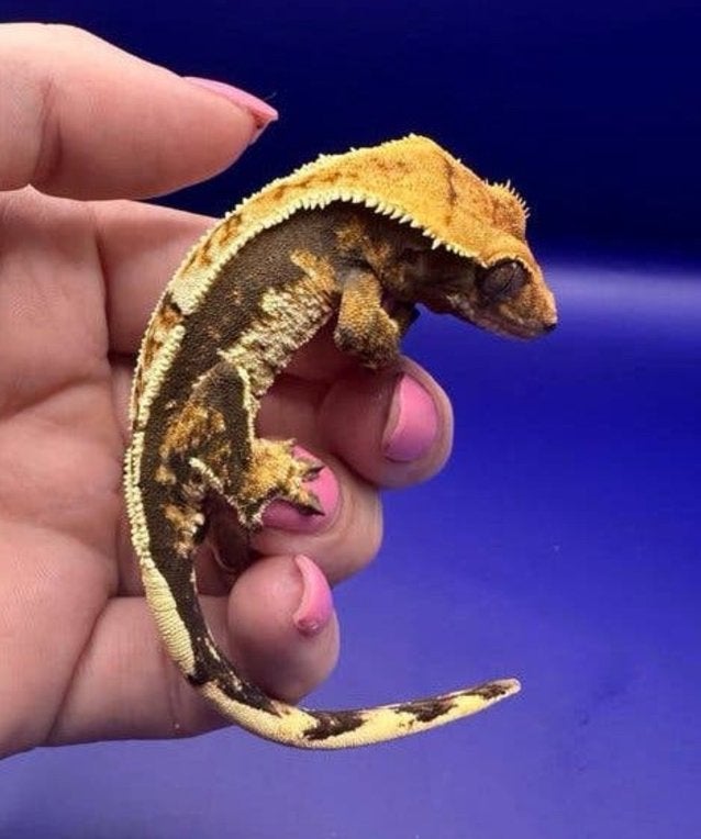 Wimpergecko tricolor pv, Dieren en Toebehoren, Overige soorten, 0 tot 2 jaar