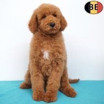Koningspoedel pups - Elegante en slimme metgezellen, Dieren en Toebehoren, Poedel, Parvo, België, 8 tot 15 weken