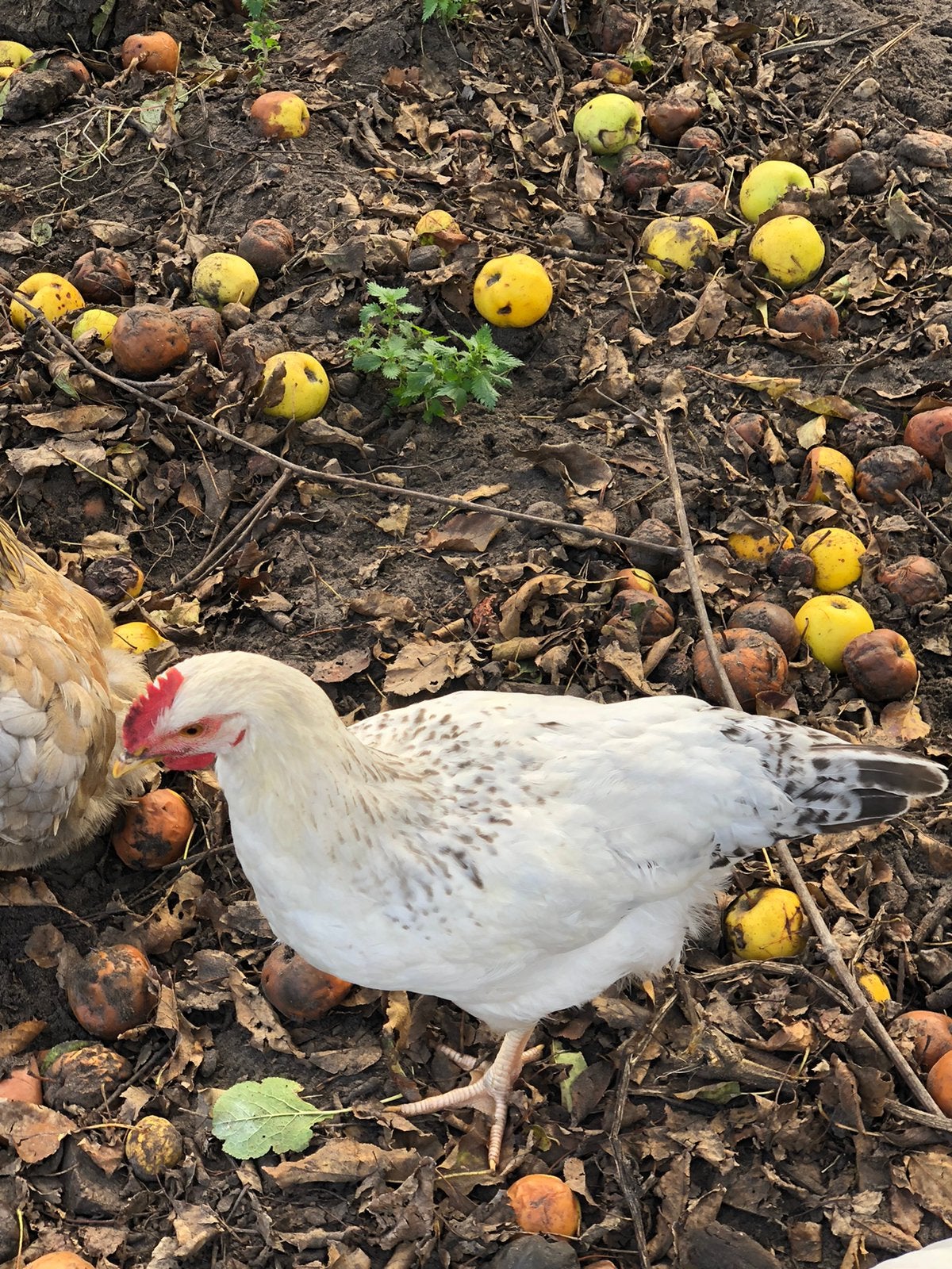 2 hanen sussex van 4 maanden oud raszuiver, Mâle, Poule ou poulet
