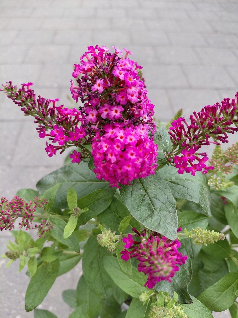 Buddelya Roze, Tuin en Terras, Ophalen, Volle zon