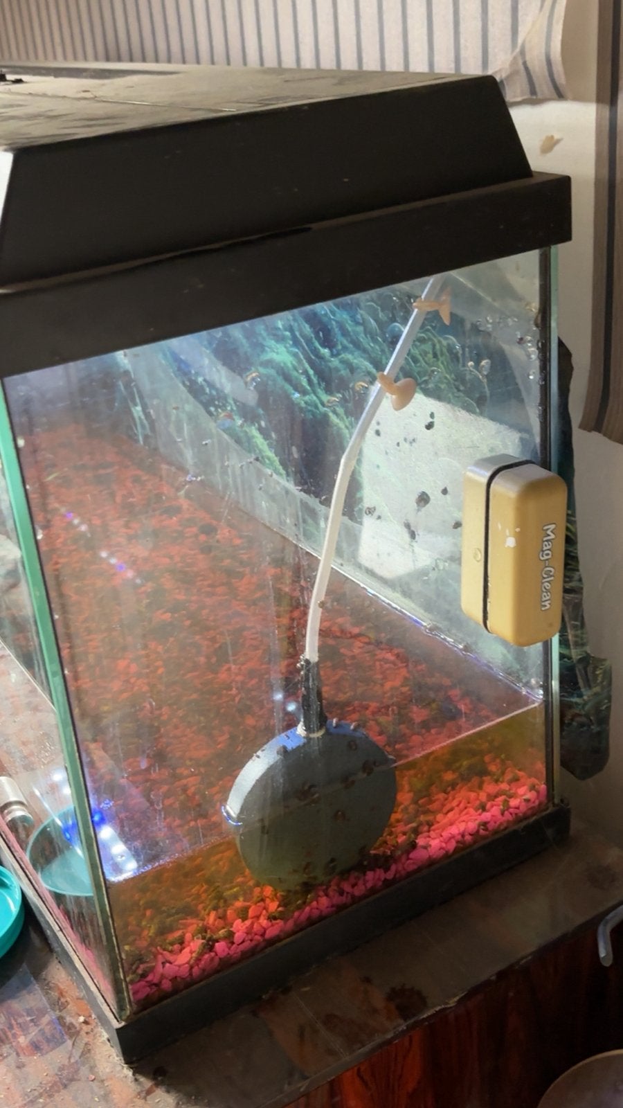 Aquarium te koop, Poisson, Poisson d'eau douce, Banc de poissons
