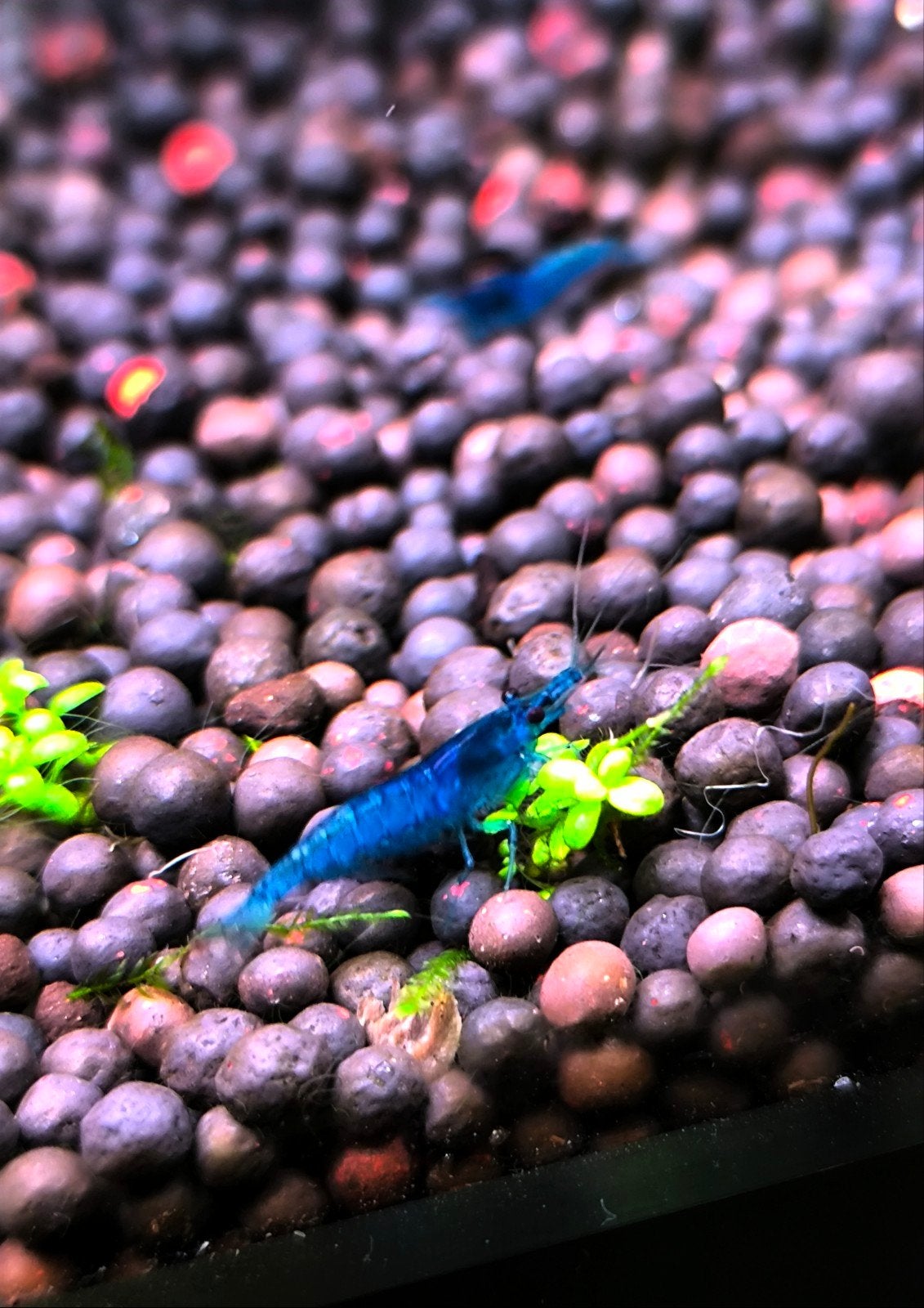 Crevettes Neocaridina Blue Dream