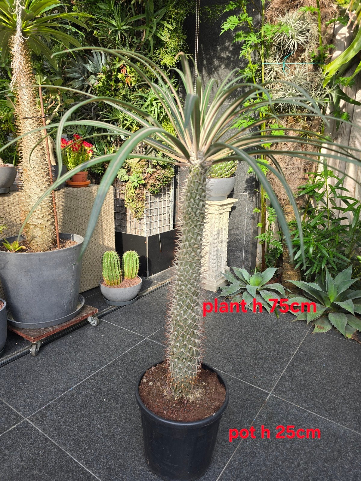 Pachypodium geayi, Tuin en Terras, Planten | Bomen, Ophalen