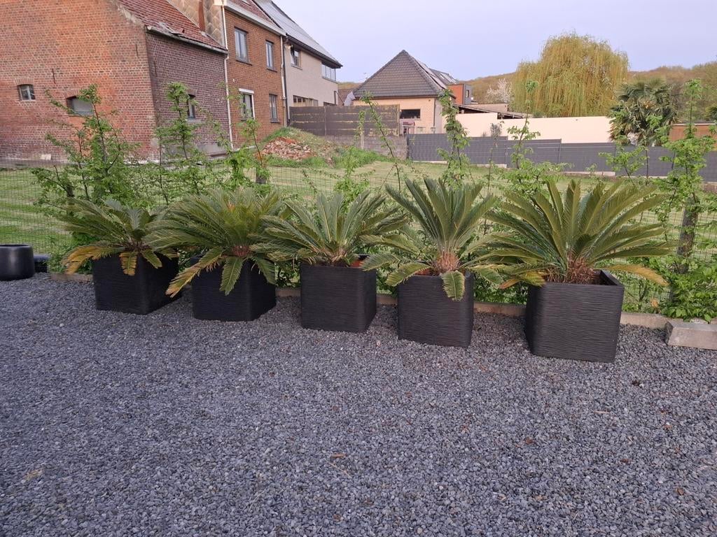 Cycas palmen, Tuin en Terras, Ophalen