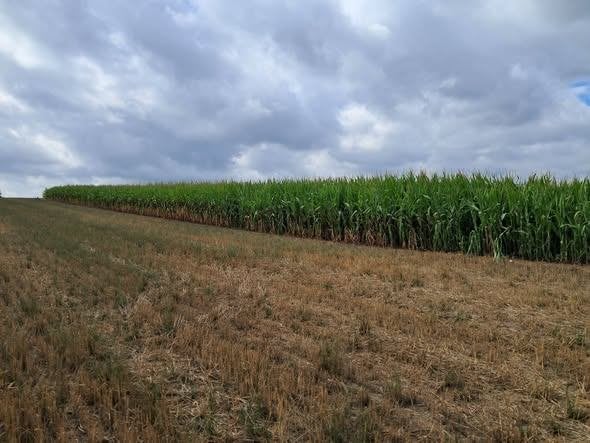 goede hakselmais te koop, Zakelijke goederen, Landbouw | Veevoer, Ophalen of Verzenden