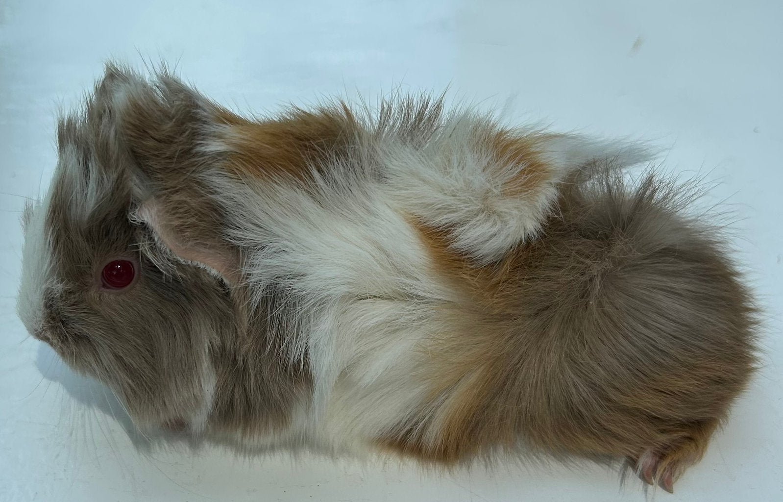 Cavia ( peruvian) vrouwtje, Dieren en Toebehoren, Knaagdieren, Juni, Vrouwelijk, Cavia