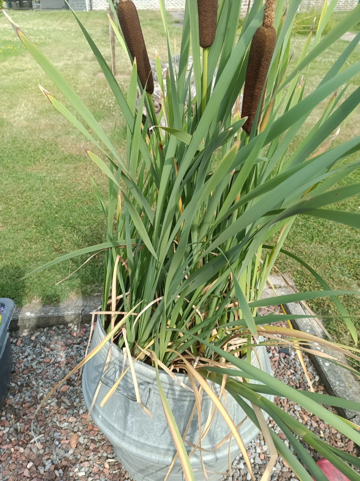 Diverses plantes aquatiques, nénuphars, roseaux de bassin et, Jardin & Terrasse, Enlèvement, Plantes de bassin