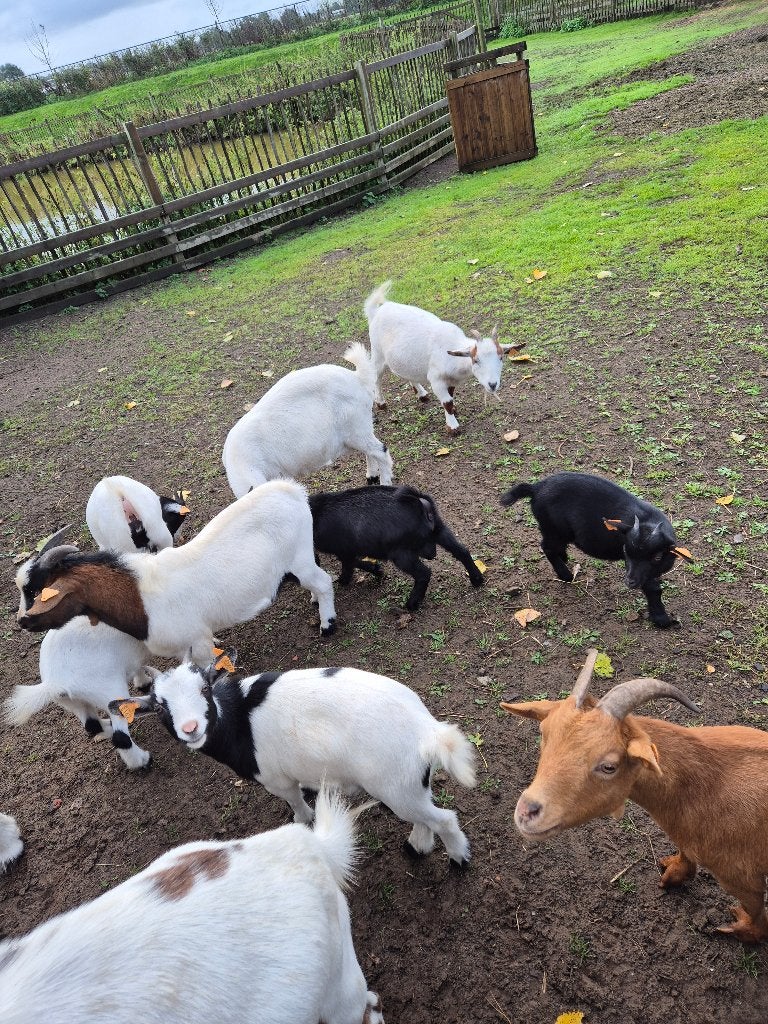 Geitjes en bokken, Dieren en Toebehoren, Meerdere dieren, Geit, 0 tot 2 jaar