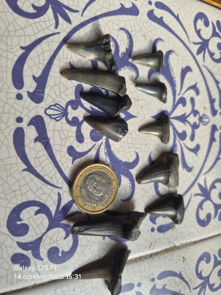 Dent de requin, Collections, Enlèvement ou Envoi, Fossile