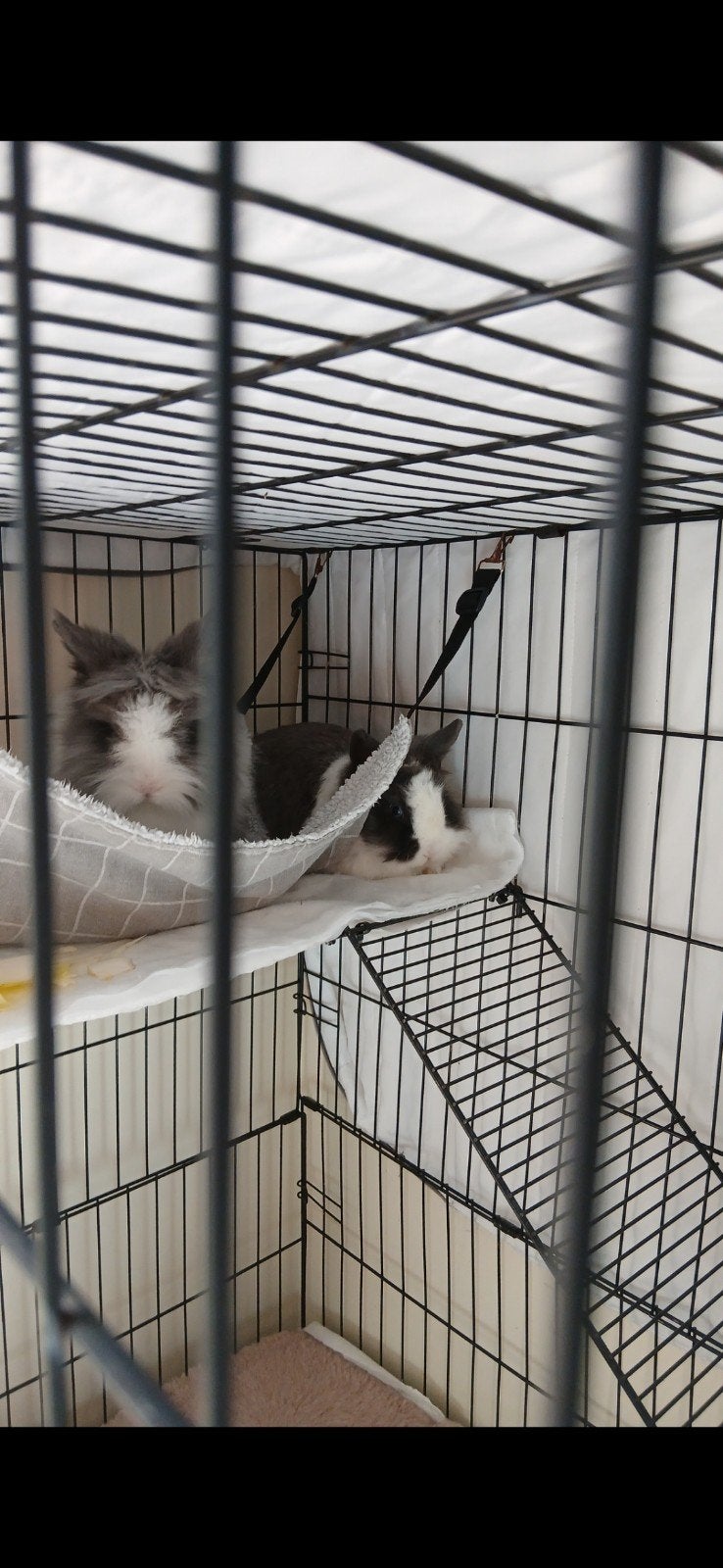 2 schattige konijnen, Dieren en Toebehoren, Mannelijk, 0 tot 2 jaar