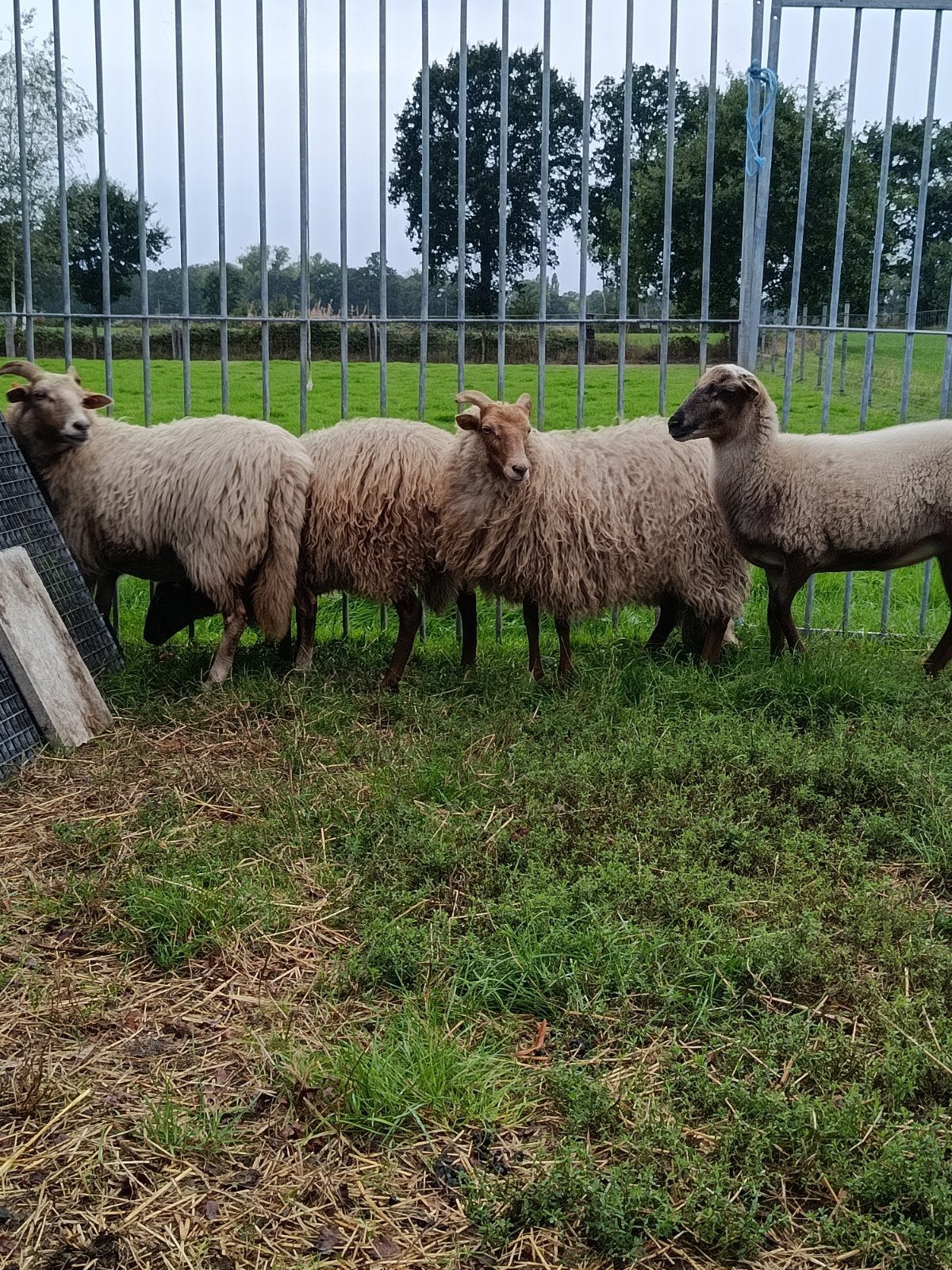 beaux jeunes moutons (brebis)