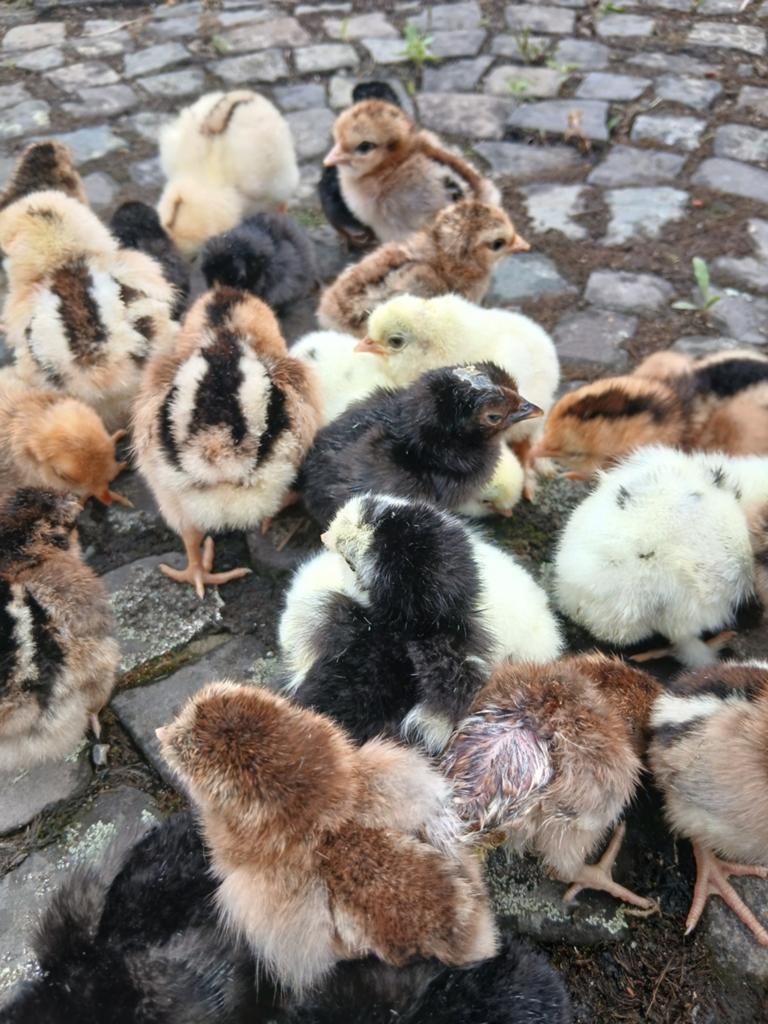 Kuikens geboren op 16/05, Dieren en Toebehoren, Geslacht onbekend, Kip