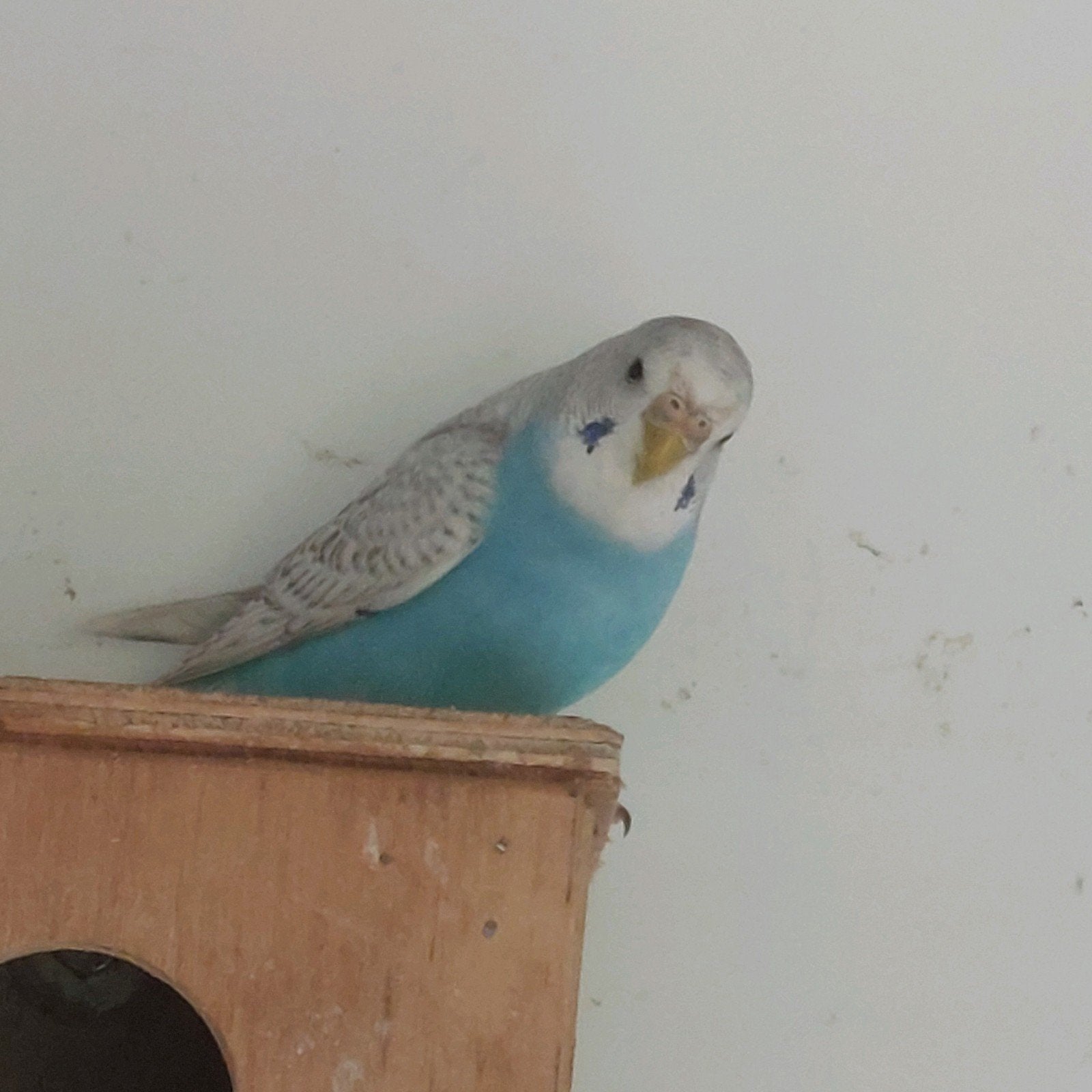 Jonge blauwe grasparkiet pop, Dieren en Toebehoren, Vrouwelijk, Parkiet, Geringd