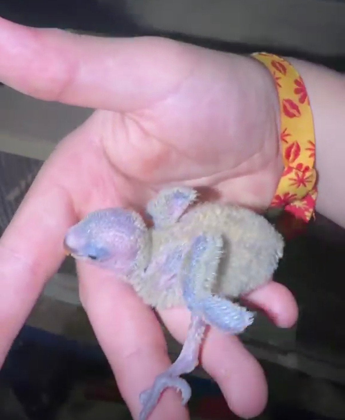 Baby dwergpapegaaien beschikbaar, Dieren en Toebehoren, Tam