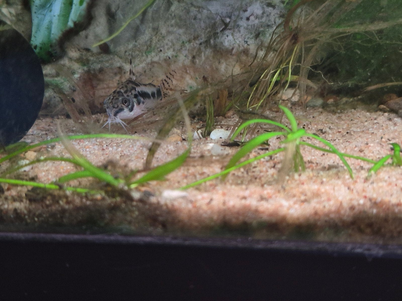 Zoetwater aquariumvissen te koop