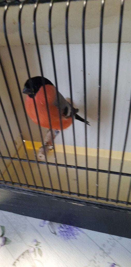vogels, Geringd