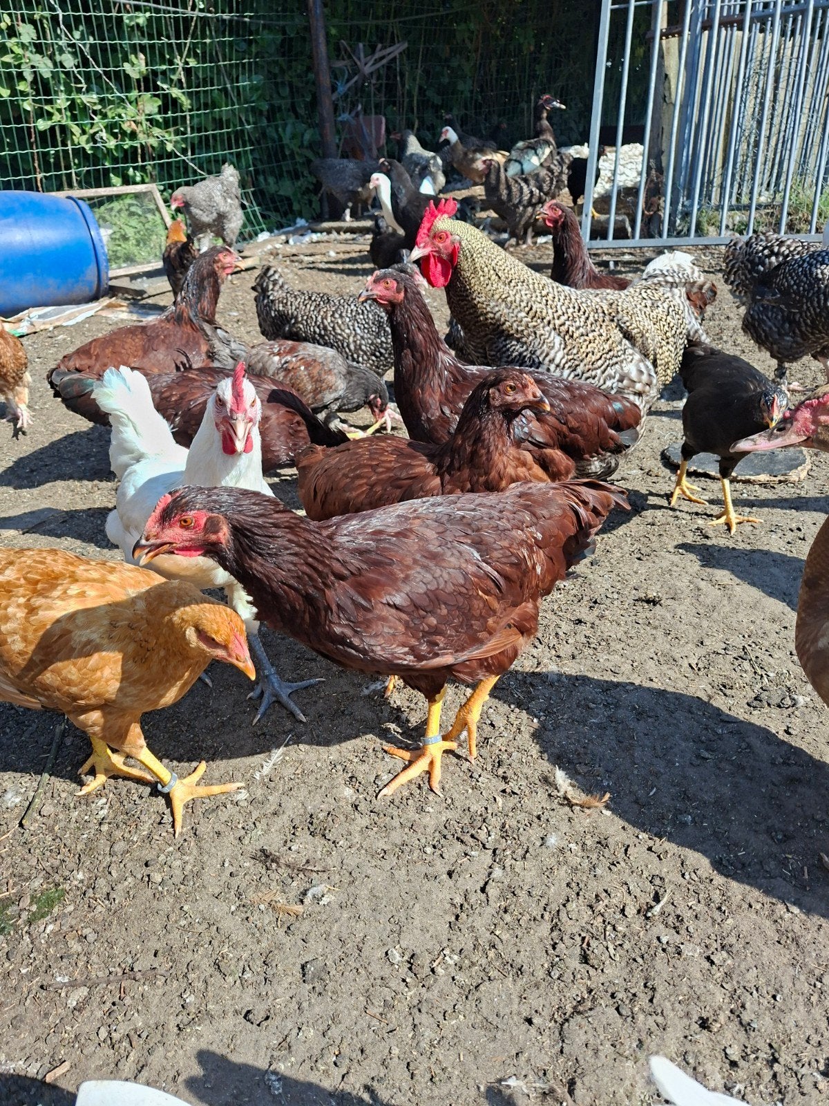 Rhode island red kippen, Dieren en Toebehoren
