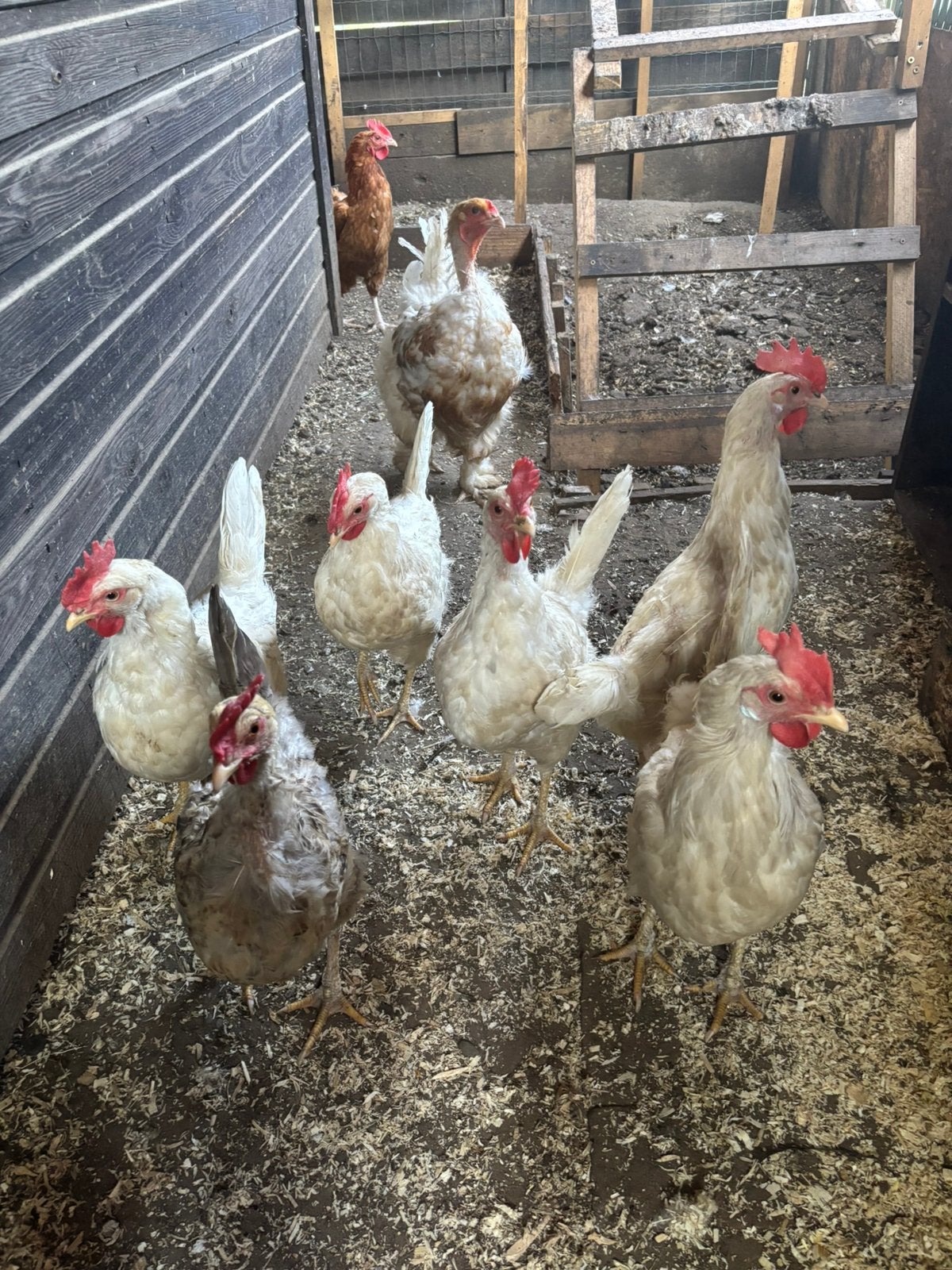 Broedeieren & kuikens te koop – Lees volledige advertentie!, Ophalen