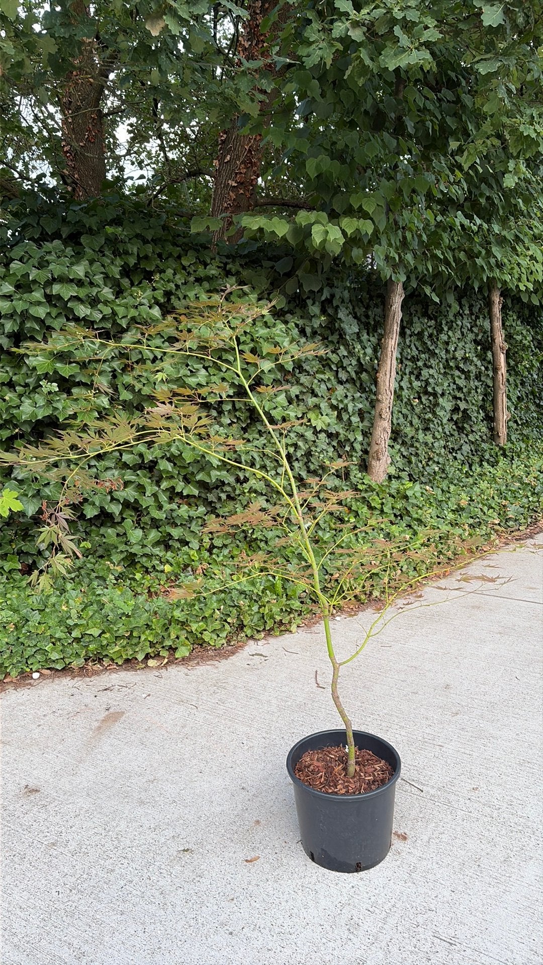 Acer palmatum Yamamba (japanse esdoorn), Ophalen, Esdoorn