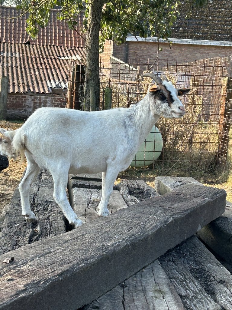 Dwerggeiten Mieke, Mâle, Chèvre, 0 à 2 ans