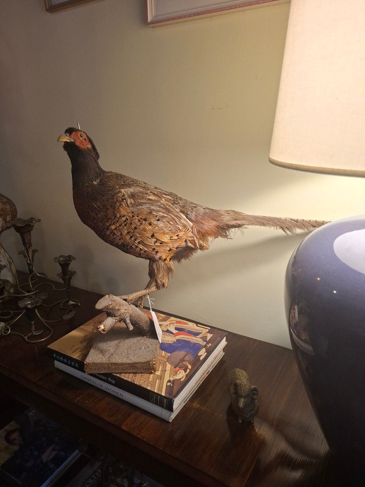 Opgezette fazant - taxidermie, Ophalen