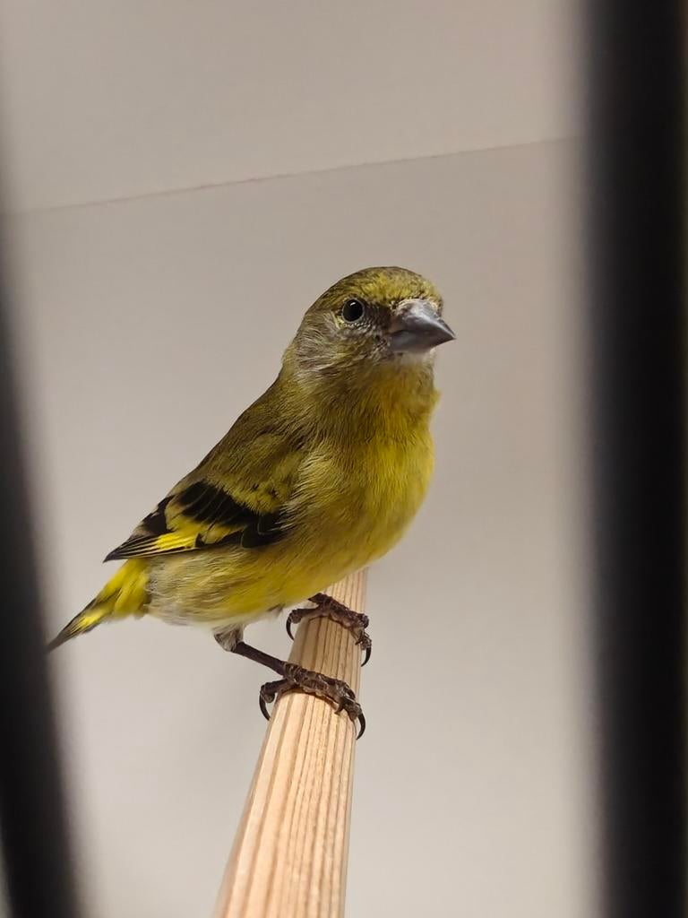 Zwartkopsijzen poppen, Vrouwelijk, Tropenvogel, Geringd