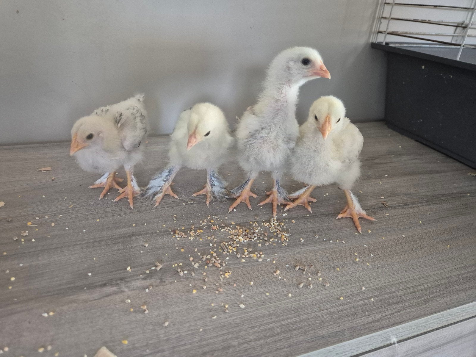 Brahma kuikens, Sexe inconnu, Poule ou poulet