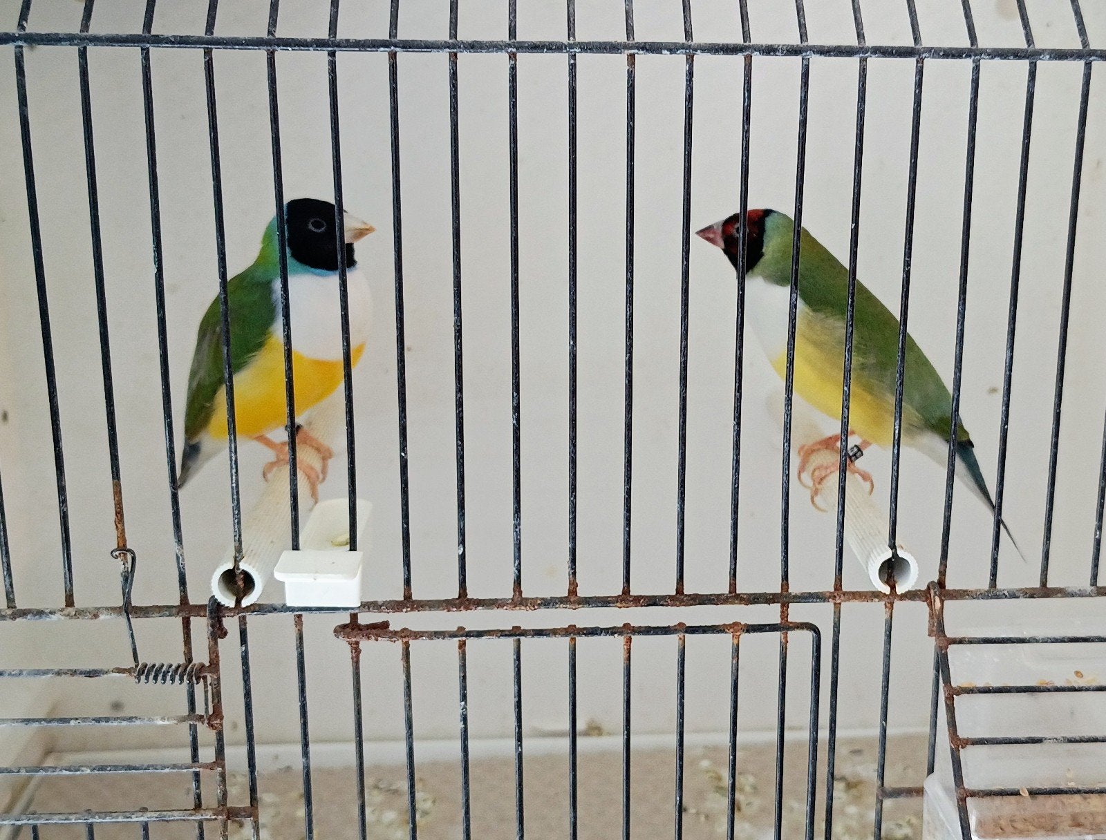 Laatste koppel gouldamadines, Dieren en Toebehoren, Vogels | Overige Vogels, Tropenvogel, Meerdere dieren, Geringd