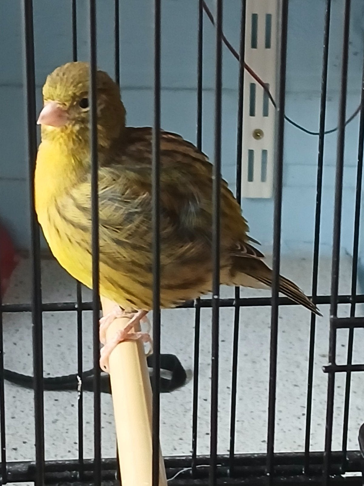 Five fancy groen  int pop, Animaux & Accessoires, Oiseaux | Canaris