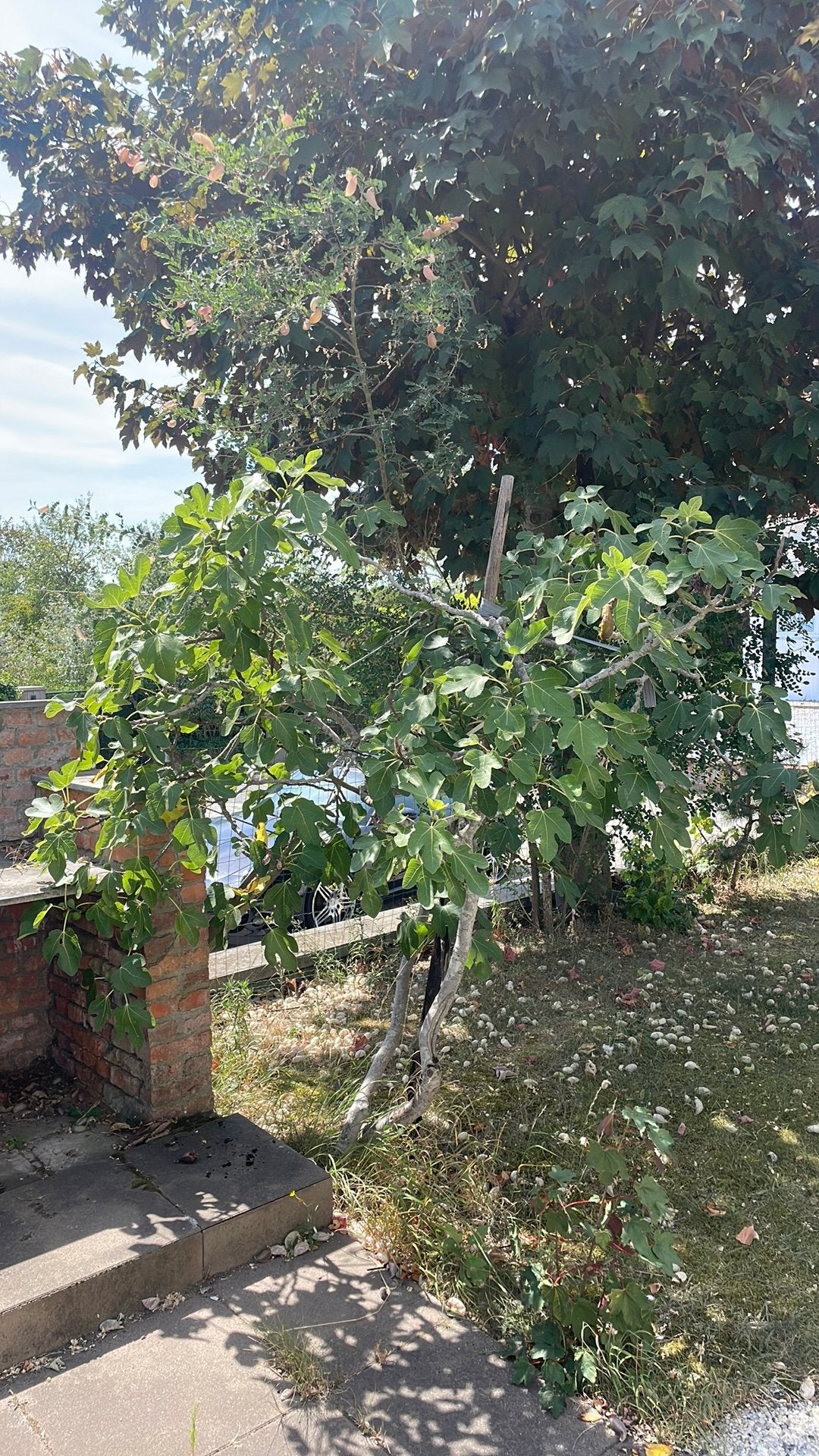 Vijgenboom, Tuin en Terras, Planten | Bomen, Ophalen
