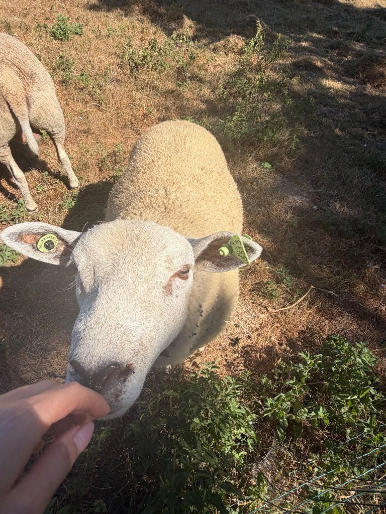 Schaap (ram), Dieren en Toebehoren, Schapen, Geiten en Varkens, Mannelijk, Schaap, 0 tot 2 jaar