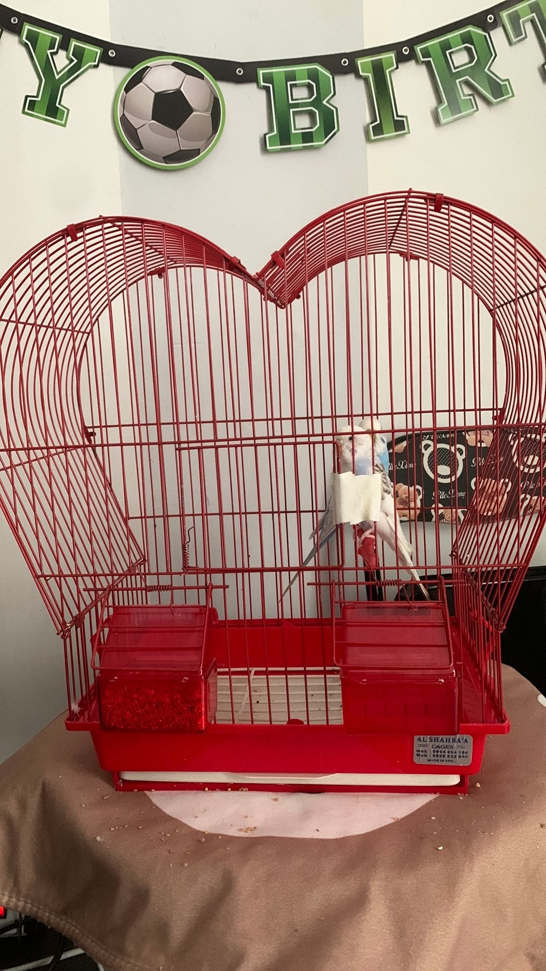 Couple de Perruche ondulé facile a apprivoiser sur bruxelles, Ophalen, Zo goed als nieuw, Metaal, Vogelkooi