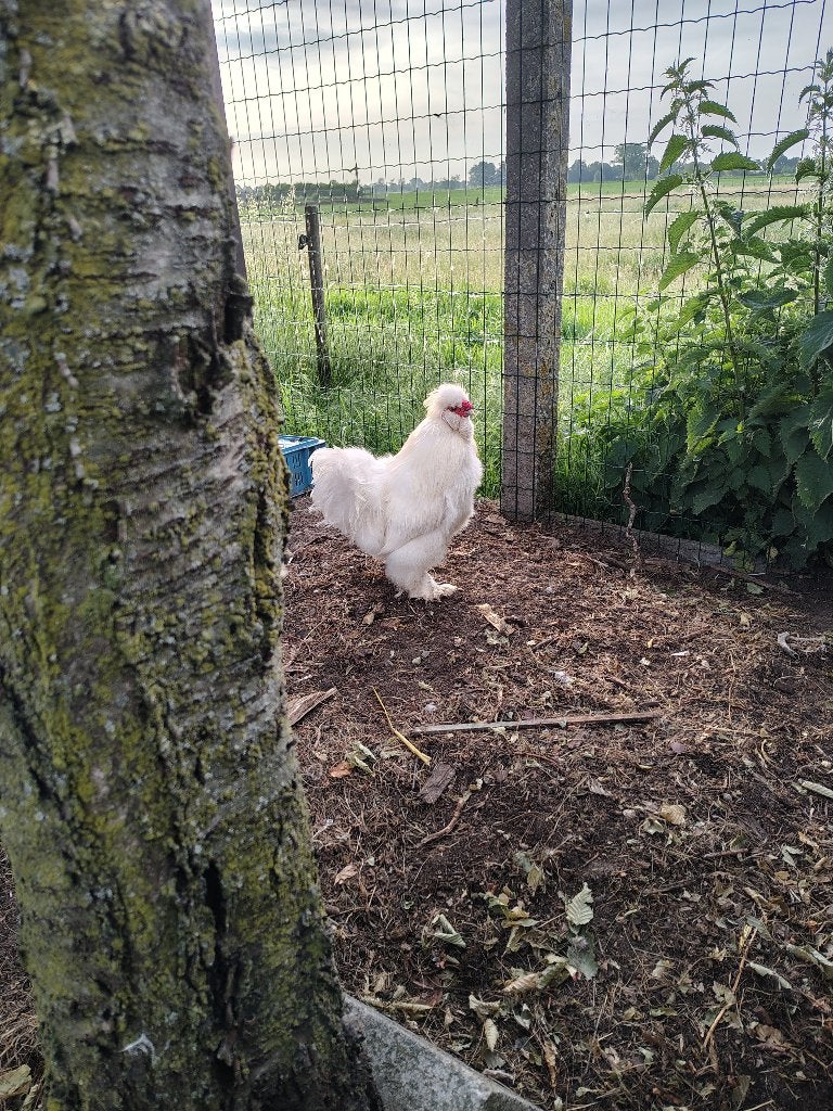 mooi wit haantje gratis af te halen, Dieren en Toebehoren, Pluimvee, Mannelijk, Kip
