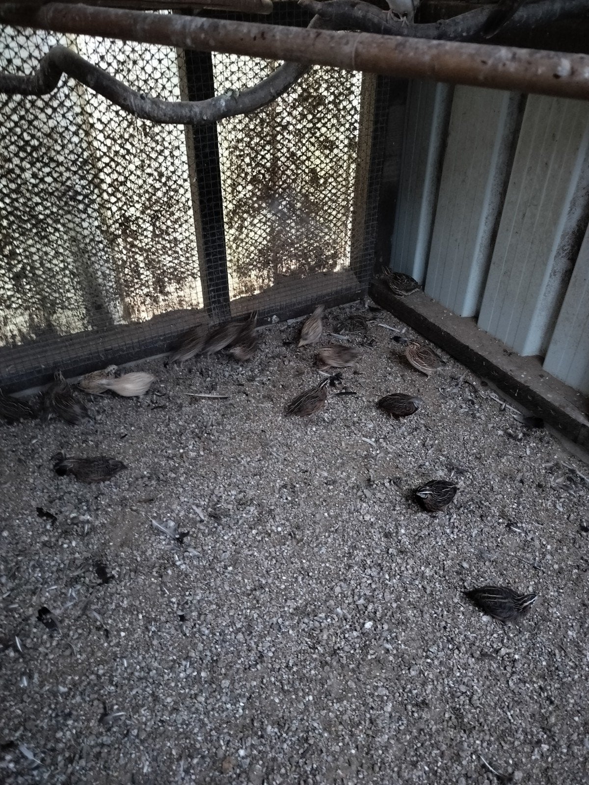 fazanten duiven, Dieren en Toebehoren, Mannelijk, Overige soorten