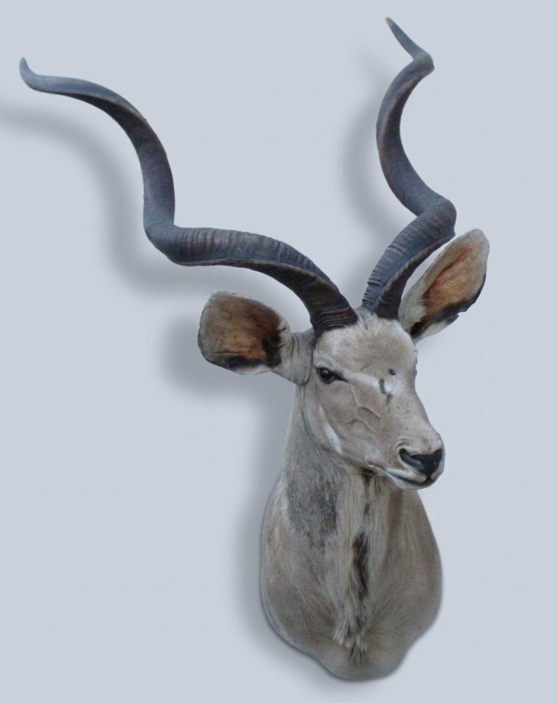 Grote opgezette kop Afrikaanse KUDU antilope, Ophalen, Gebruikt, Wild dier, Opgezet dier