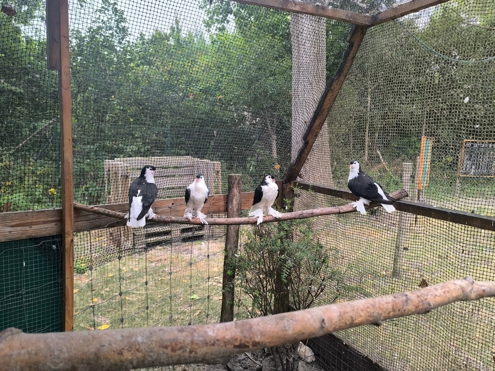 Lahore duiven, Plusieurs animaux, Bagué
