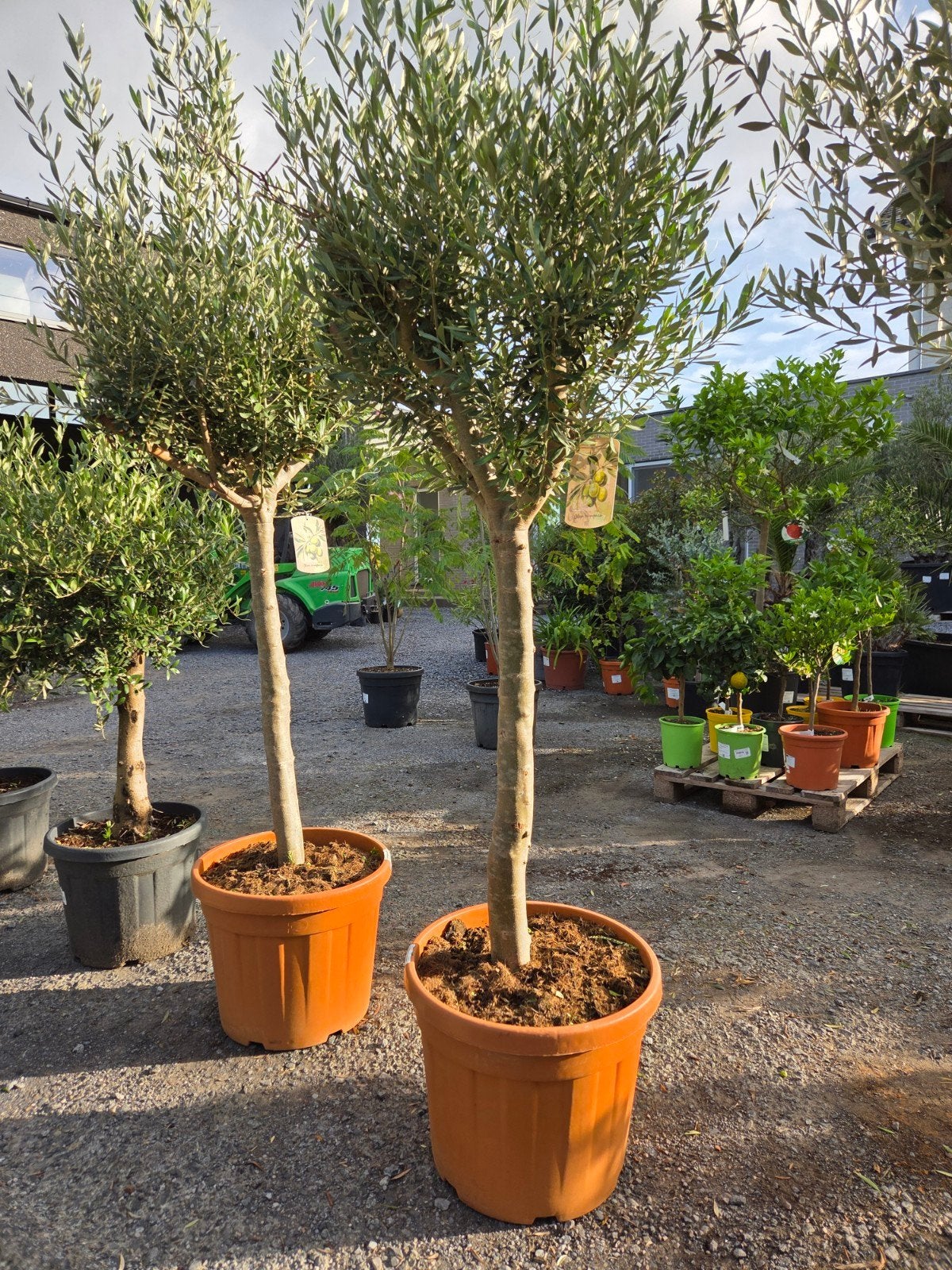 Olijfboom Olea Europaea, Enlèvement, Olivier