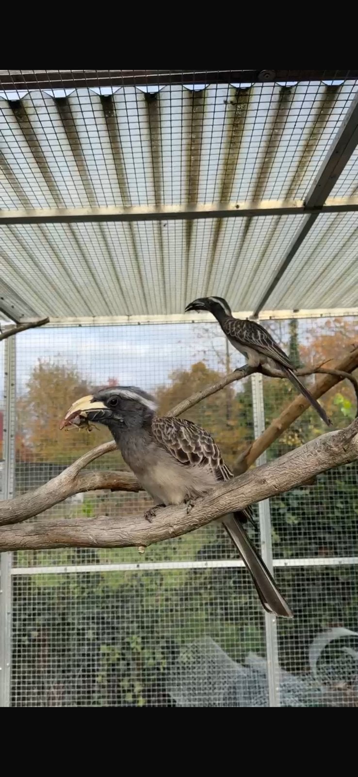 Grijze tokken ( tockus nasutus) koppel, Meerdere dieren, Geringd
