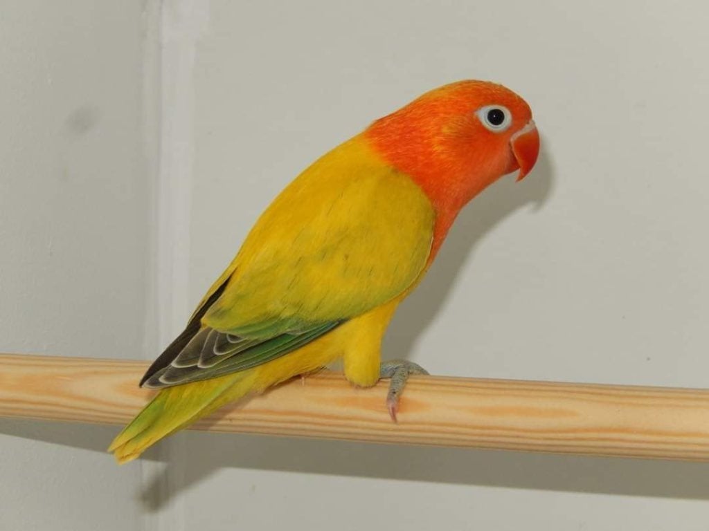 DD opaline euwing, Femelle, Perruche, Bagué