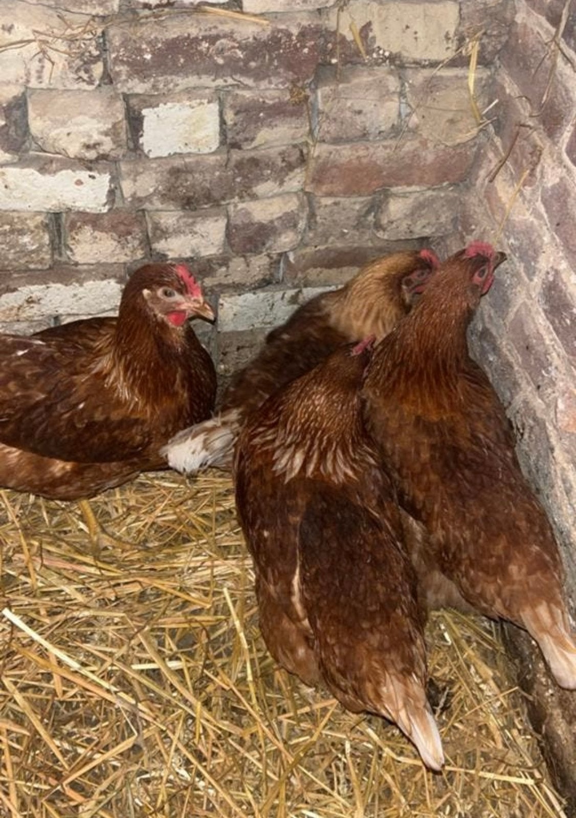 Bruine legkippen, Dieren en Toebehoren, Pluimvee