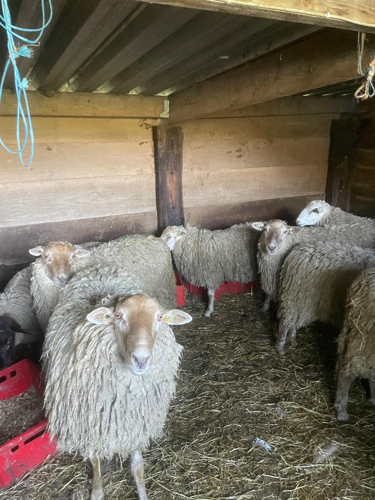 Rammen, Dieren en Toebehoren, Mannelijk, Schaap