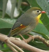 mooie Japanse nachtegaal man, Dieren en Toebehoren, Mannelijk, Tropenvogel