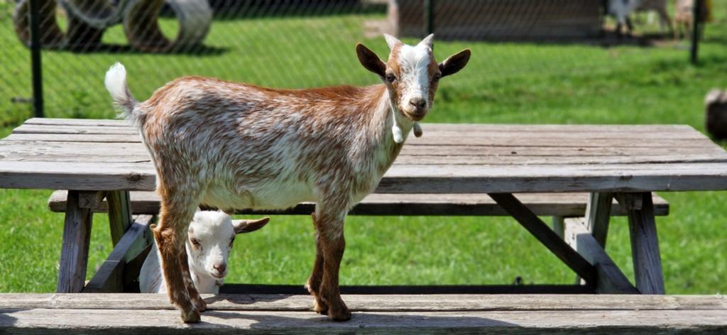 Boklam d'hermine incroyablement élevé. 4 générations d'hermi, Mâle, Chèvre, 0 à 2 ans