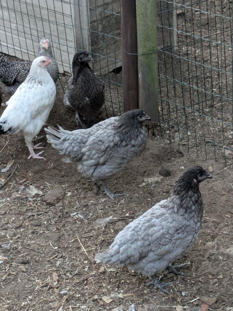 Blue de lande, Dieren en Toebehoren