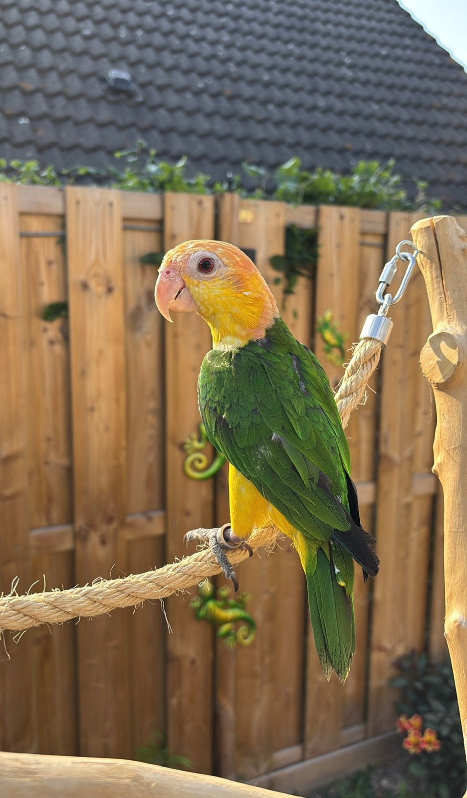 Roest en zwartkop caique, Dieren en Toebehoren, Tam