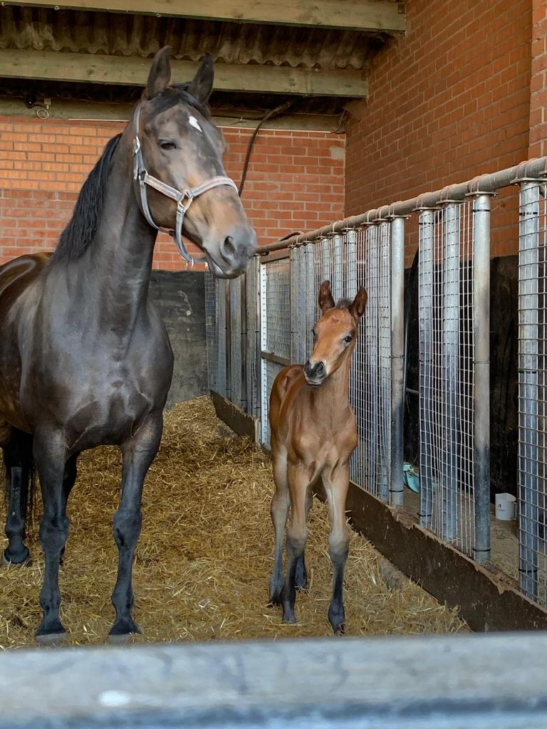 Fok/draagmerrie, Dieren en Toebehoren, Paarden, M