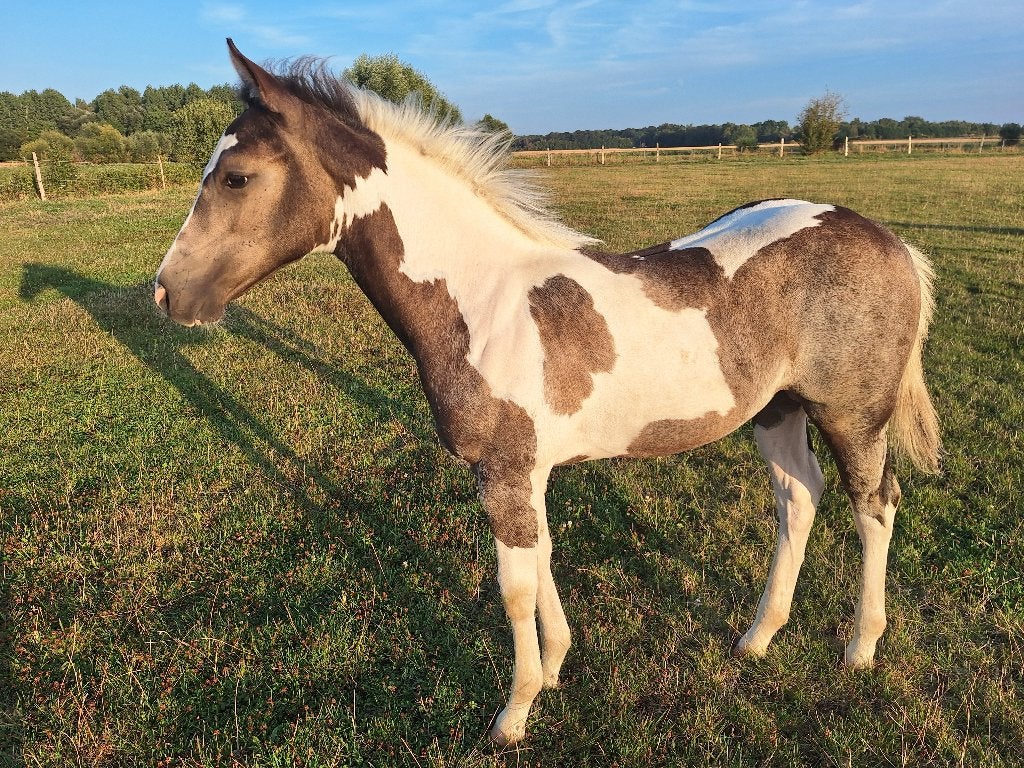 Poulains Paint Horse 2026, Animaux & Accessoires, Avec pedigree, Moins de 160 cm, Cheval western, 0 à 2 ans