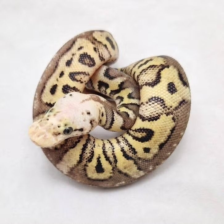 Pastel Spotnose Clown het Dg koningspython man, Serpent, Domestique, 0 à 2 ans
